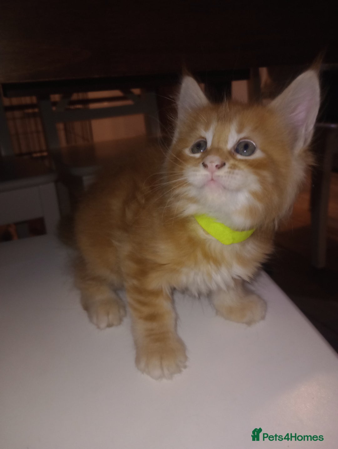 Maine Coon cats for sale: Maicoon XL - Image 11