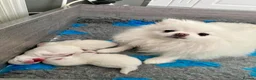 Pomeranian dogs for sale: Stunning KC Registered Pomeranians  in Hornsea - Advert 2