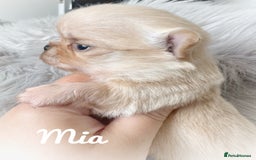 Chihuahua dogs for sale: Long coat girl and boy available  - Image 18