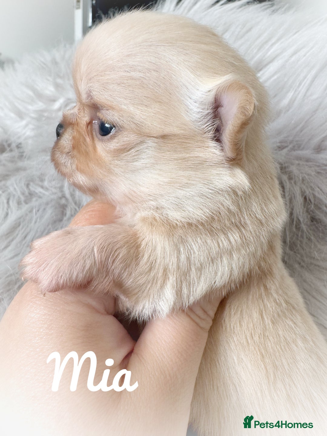 Chihuahua dogs for sale: Long coat girl and boy available  - Image 18