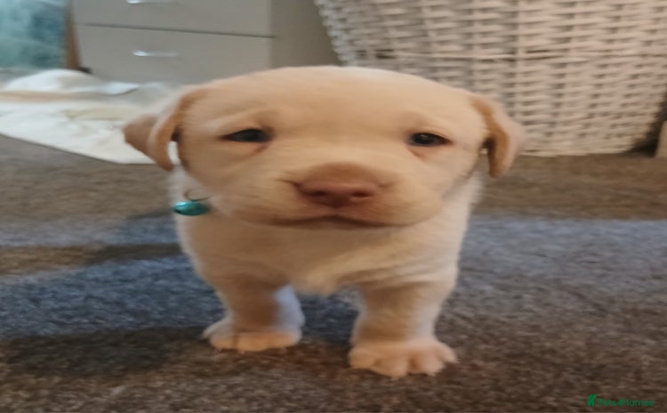 Labrador Retriever dogs - Advert 3