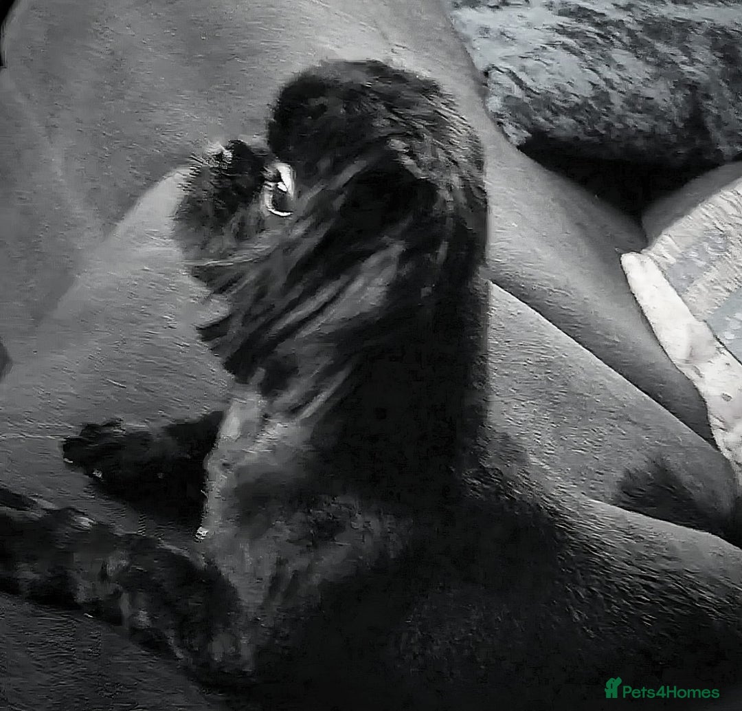 Shih Tzu dogs for sale: KC Reg Imperial Shih Tzu Puppies –  **  Ready - Advert 7