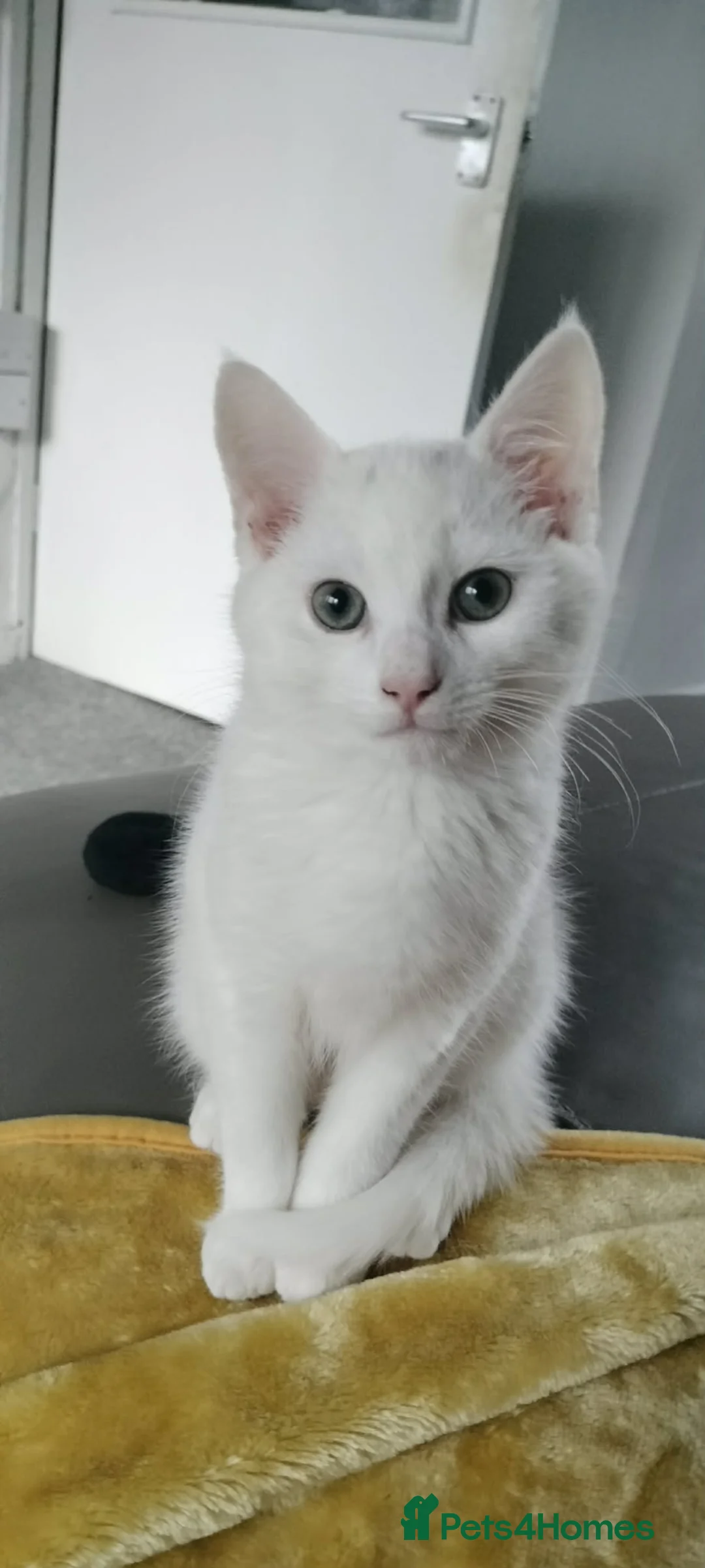 Turkish Angora cats for sale: Turkish Angora in Worksop - Advert 1
