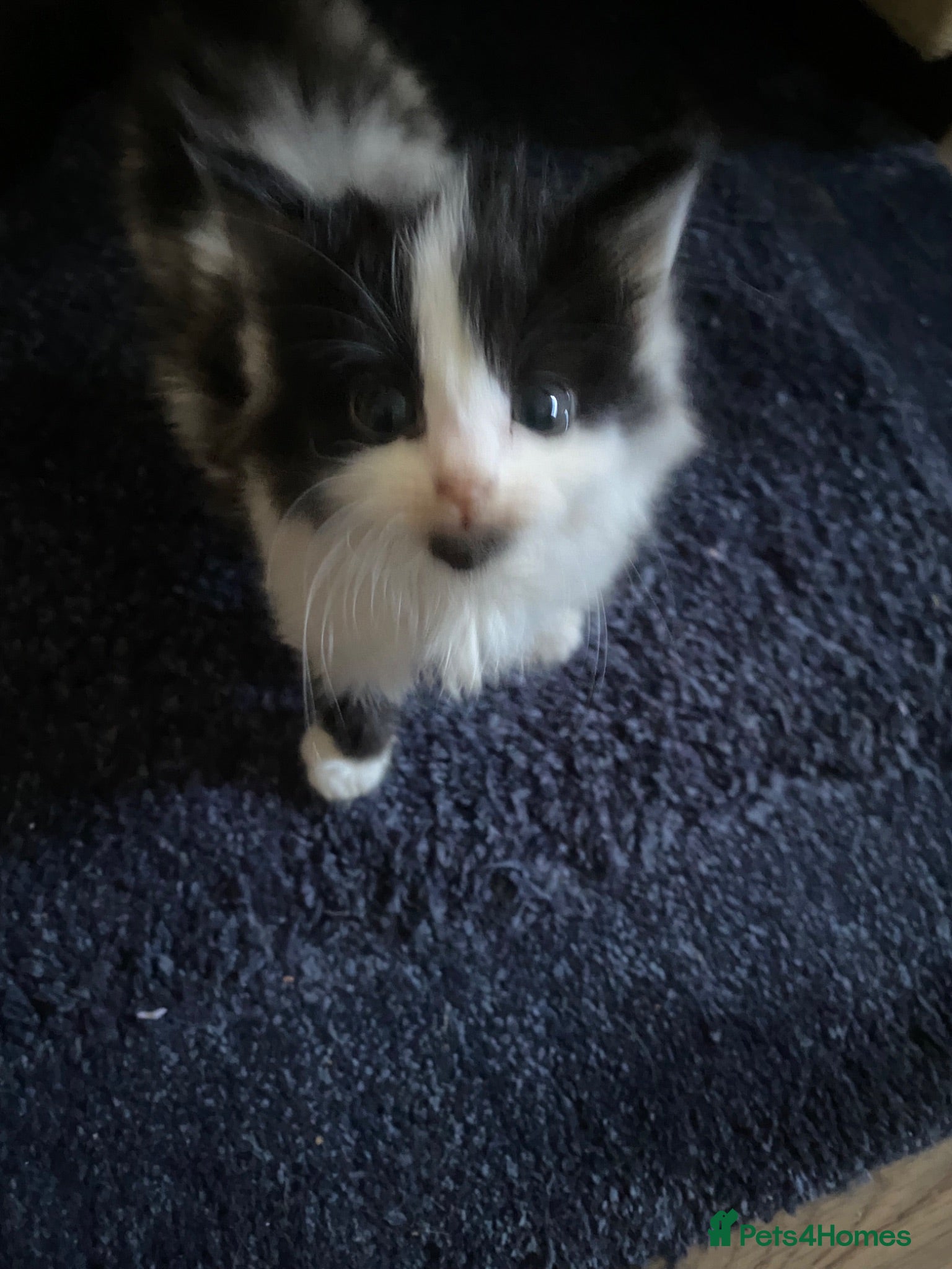 Mixed Breed cats 3 kittens for sale - Advert 6