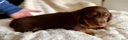 Miniature Dachshund dogs for sale: Miniature dachshund puppies  - Advert 6