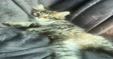 Mixed Breed cats - Advert 11
