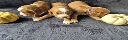 Cocker Spaniel dogs for sale: Beautiful working cocker spaniel puppies in Worcester - Advert 12