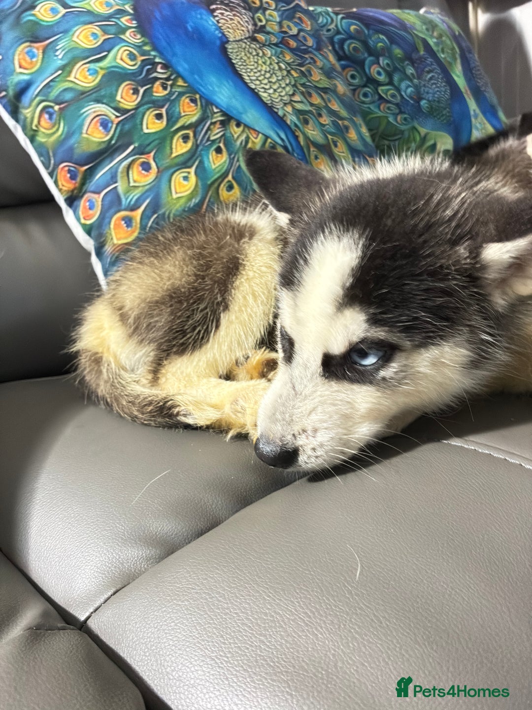 Siberian Husky dogs for sale: Pure Siberian claver huskies ready to go now 🐻‍❄️ - Advert 19