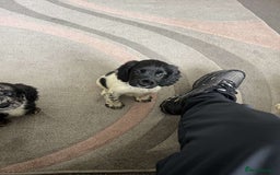 Cocker Spaniel dogs for sale: Last boy remaining  - Image 16