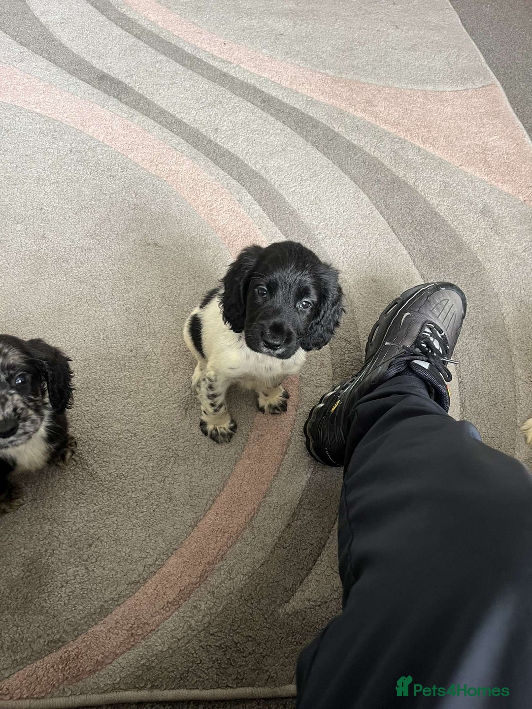 Cocker Spaniel dogs for sale: Last boy remaining  - Image 16