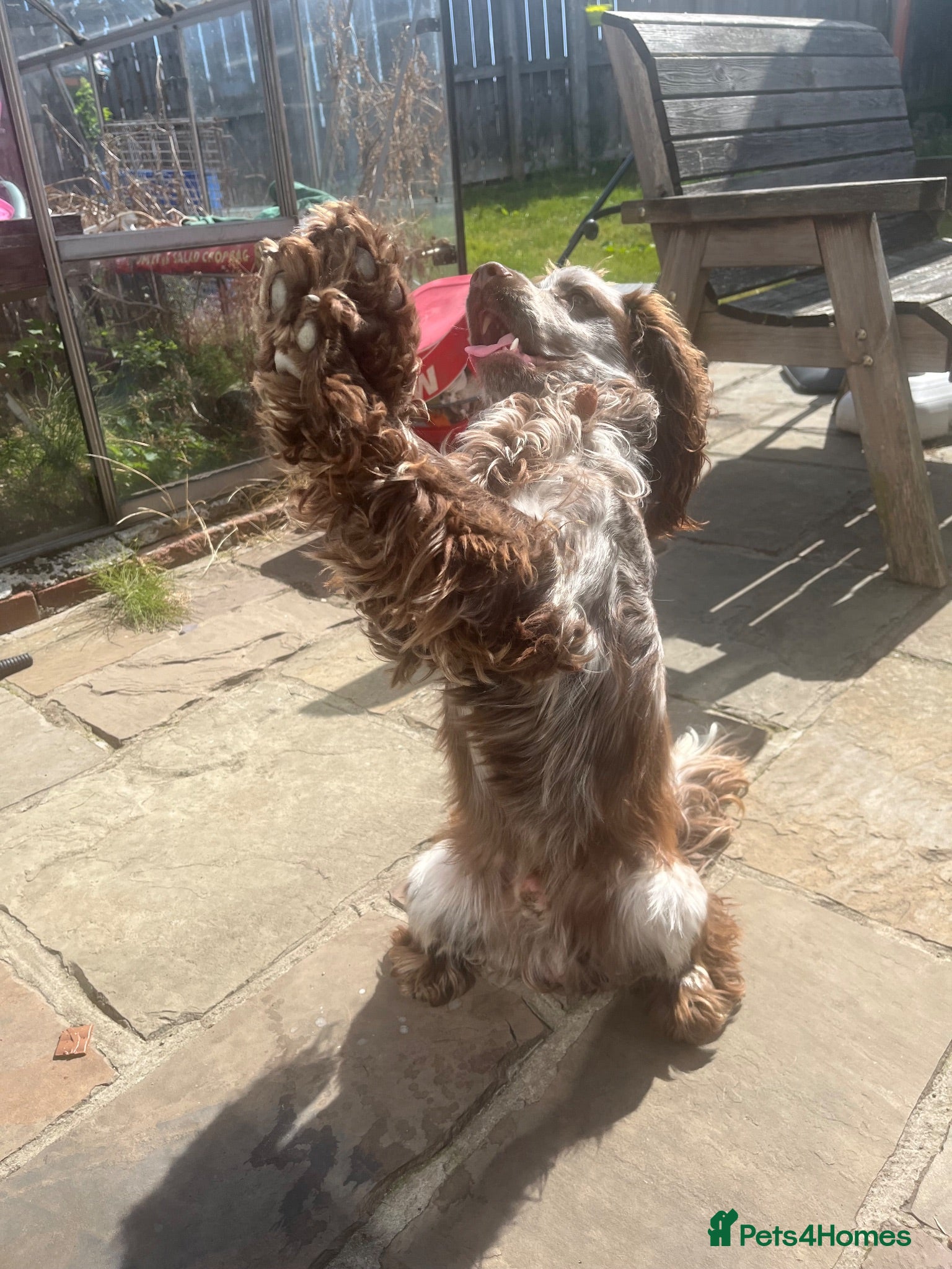 Cocker Spaniel dogs Chocolate roan cocker spaniel for stud - Advert 2