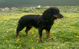 Cockapoo dogs for sale: •F1B Cockapoo Pups - Black & Tan - Ready 19th Dec• - Image 2