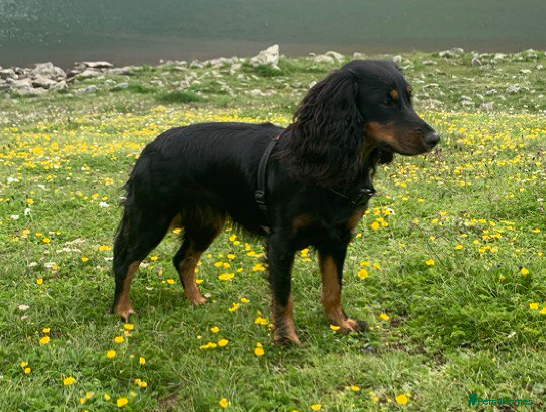 Cockapoo dogs for sale: •F1B Cockapoo Pups - Black & Tan - Ready 19th Dec• - Image 2