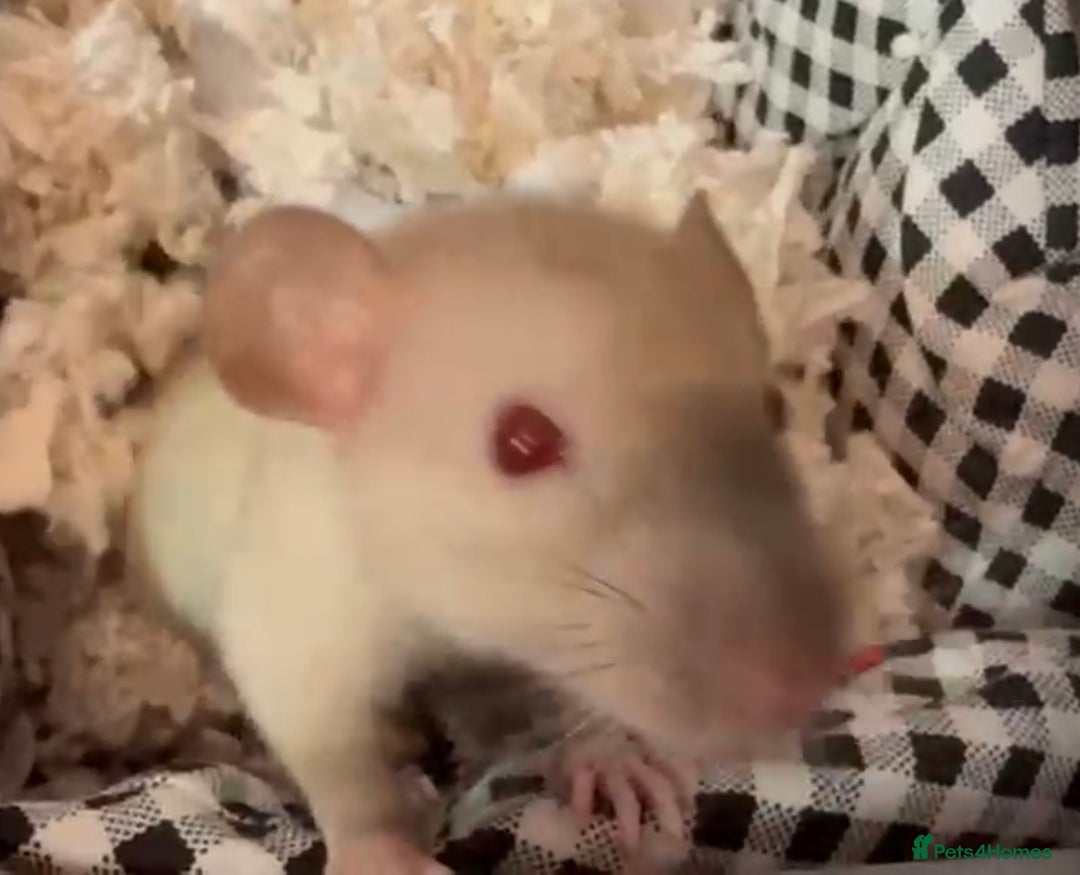 Rat rodents for sale: 3 adorable male Dumbo Rats - Image 7