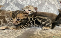 Bengal cats for sale: STUNNING TICA reg Bengal kittens ready to reserve - Image 10