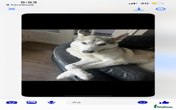 Mixed Breed dogs for sale: Zena Husky/canecorso mix🩷 - Image 6