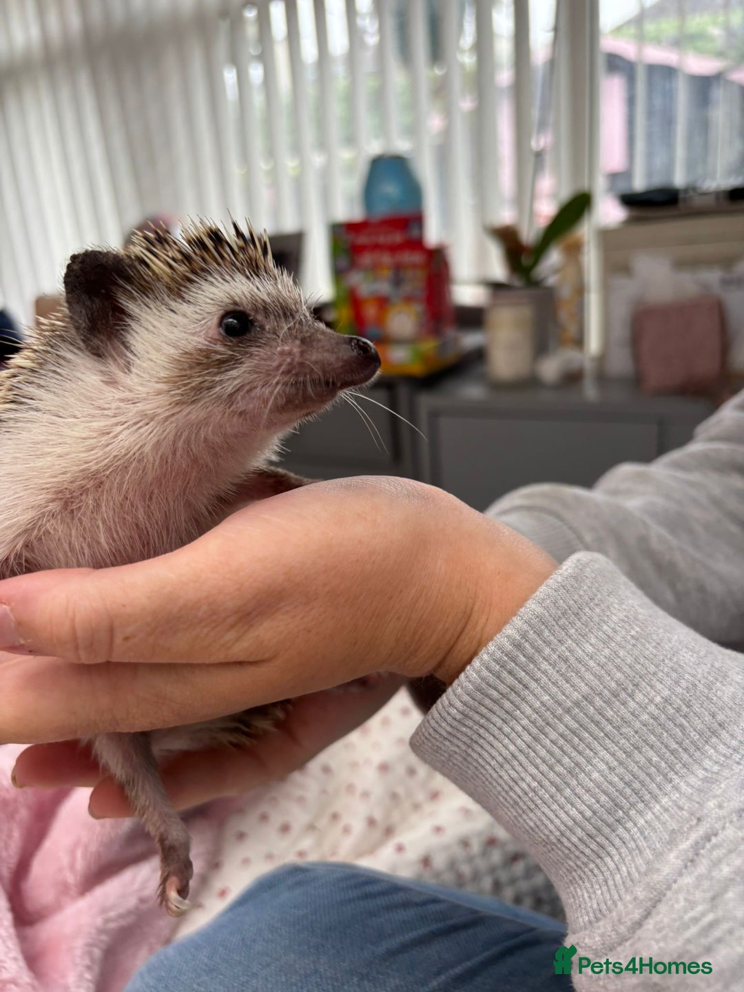 Pygmy Hedgehog rodents for sale: 2x female and 1x male hedgehogs  - Image 10