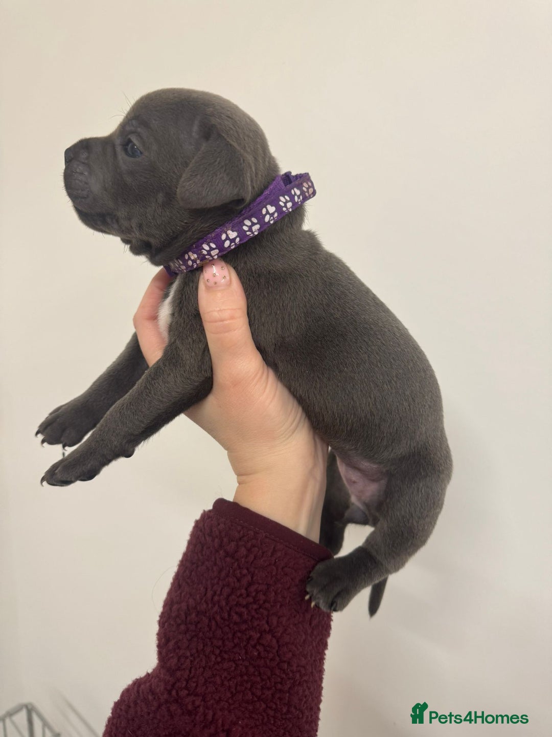 Staffordshire Bull Terrier dogs for sale:  KC Registered Staffordshire Bull Terrier Puppies - Advert 18