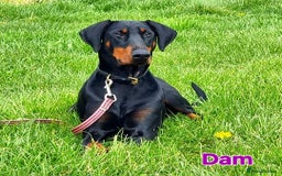 Dobermann dogs for sale: Gorgeous KC Dobermann Puppies  - Image 12