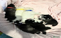 Pomsky dogs for sale: F4 beautiful puppy pomskie blue eyes - Image 3