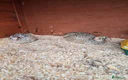 Mixed Breed birds for sale: Coturnix quail free to good home  in Middlesbrough - Image 2