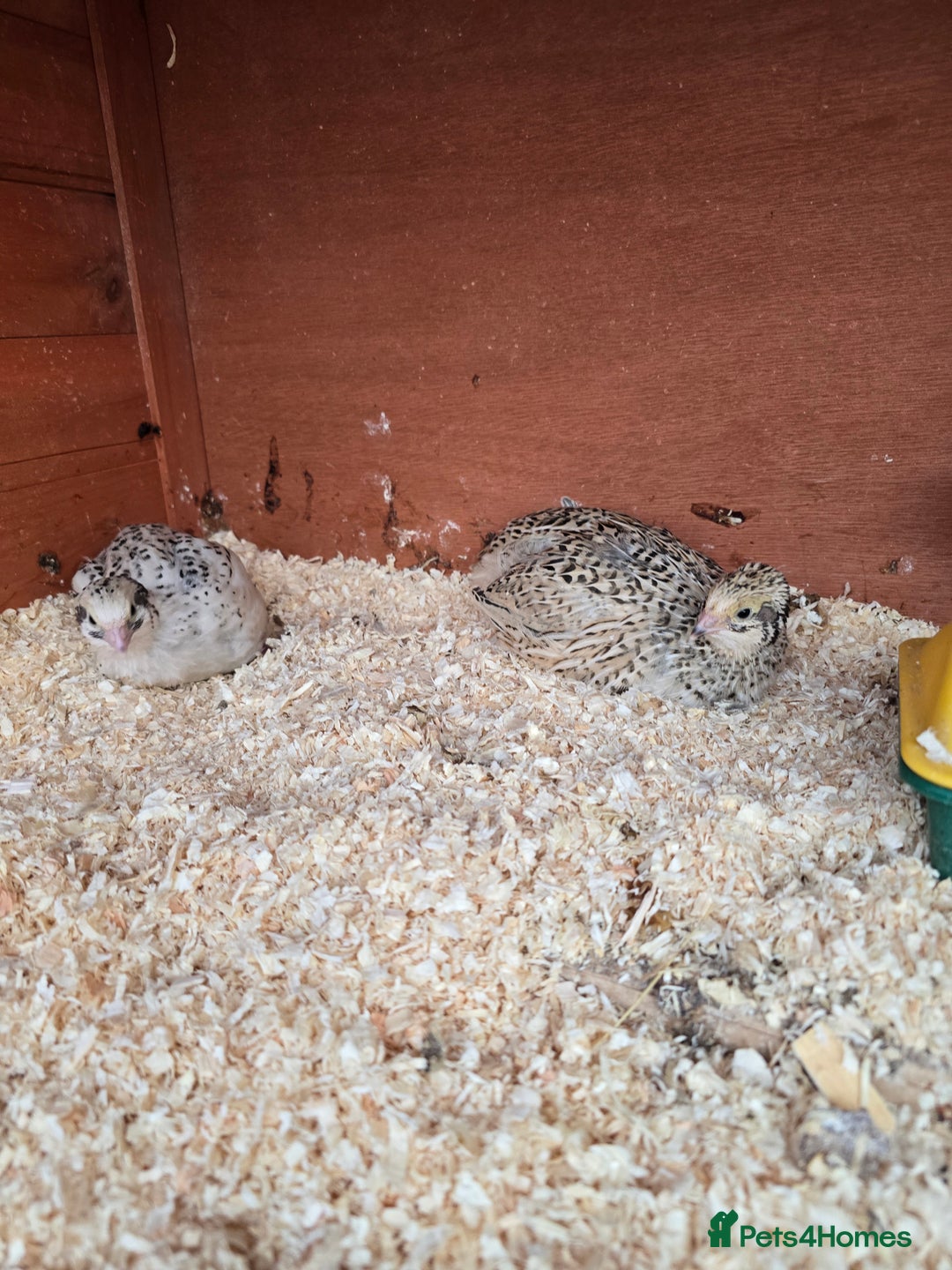 Mixed Breed birds for sale: Coturnix quail free to good home  in Middlesbrough - Image 2
