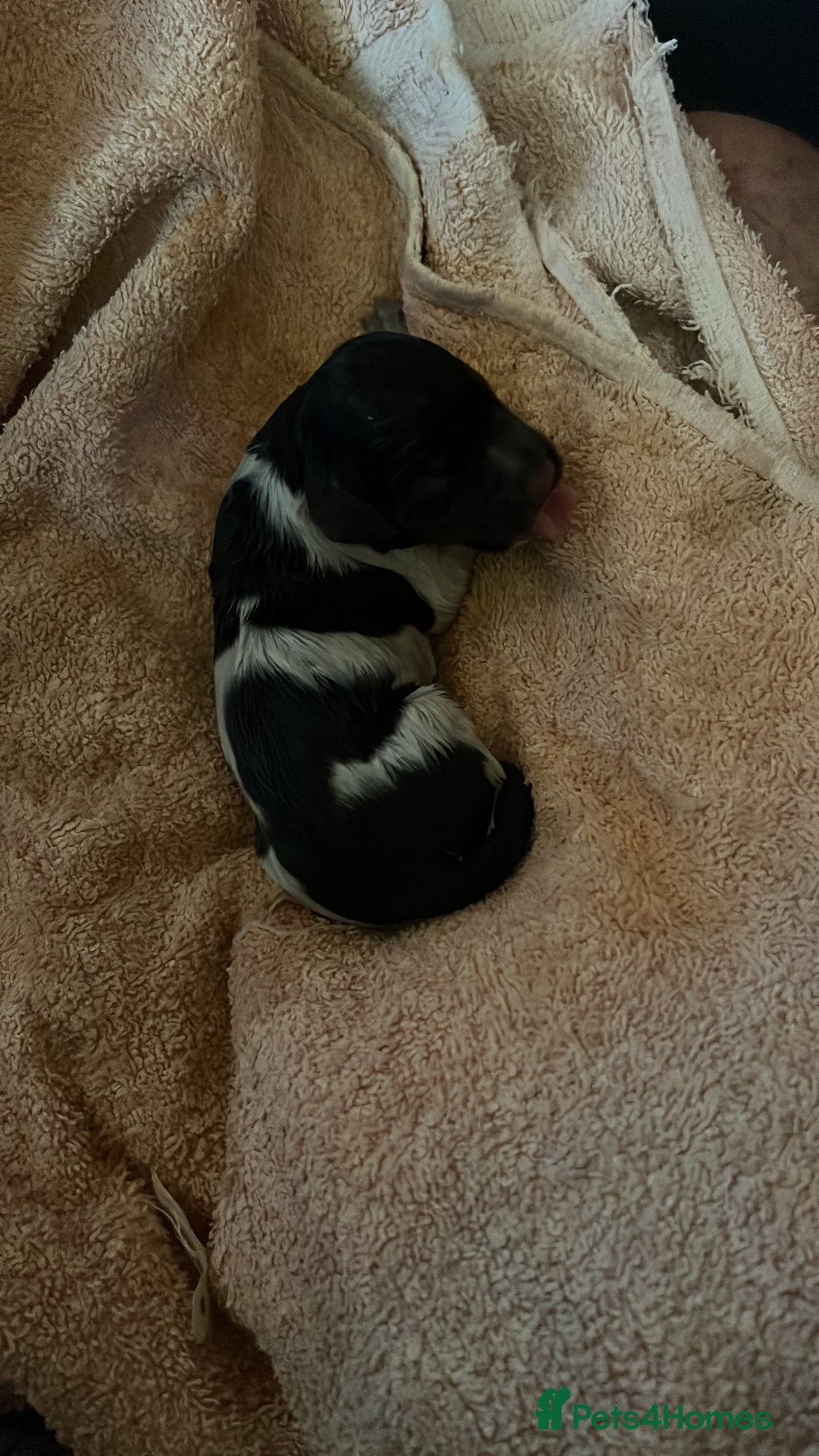 German Wirehaired Pointer dogs for sale: Litter born Monday 22nd, 5 boys, 2 girls left, - Image 18
