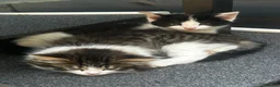 Persian cats for sale: Kitten - Advert 2
