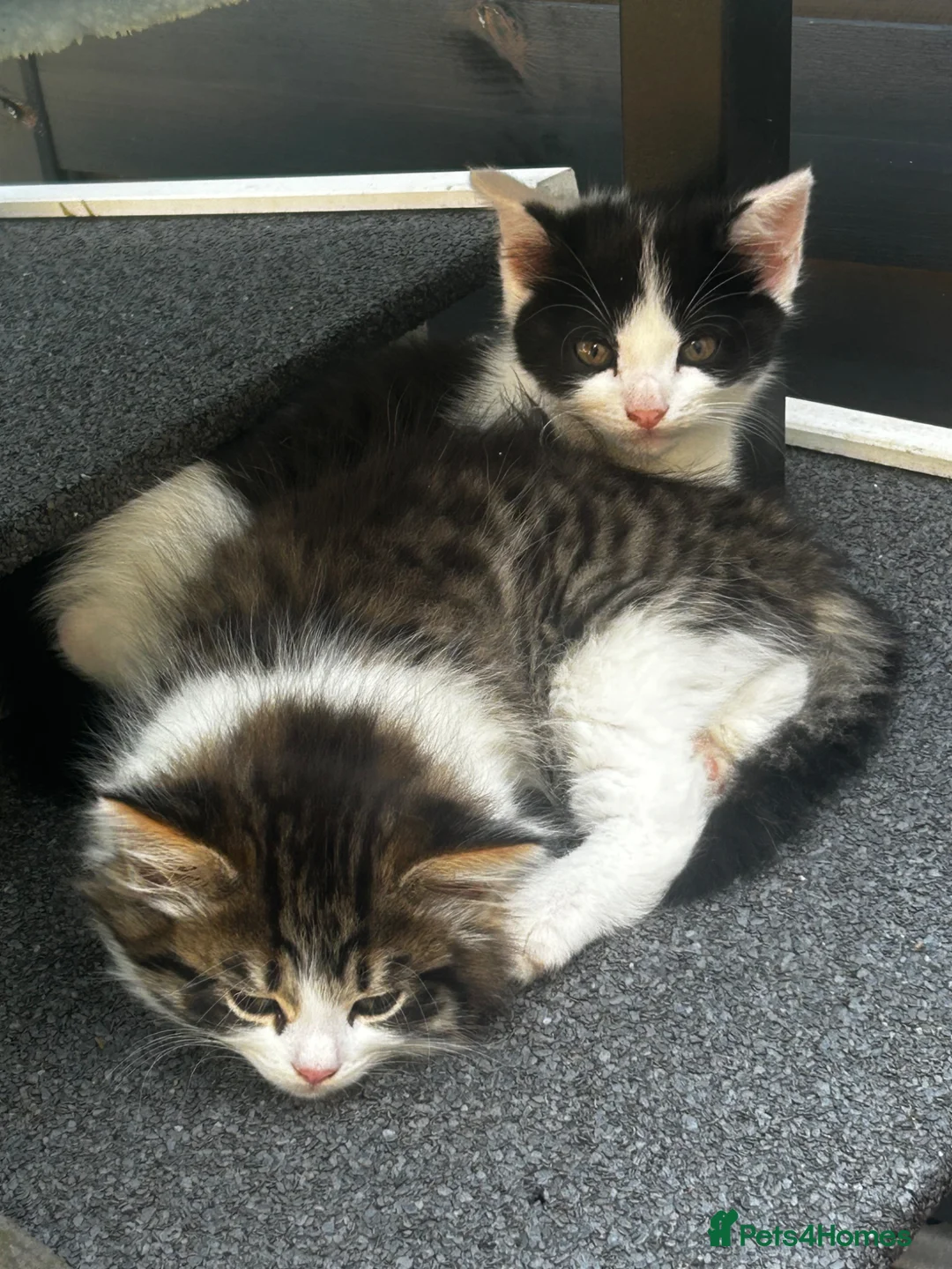 Persian cats for sale: Kitten - Advert 2