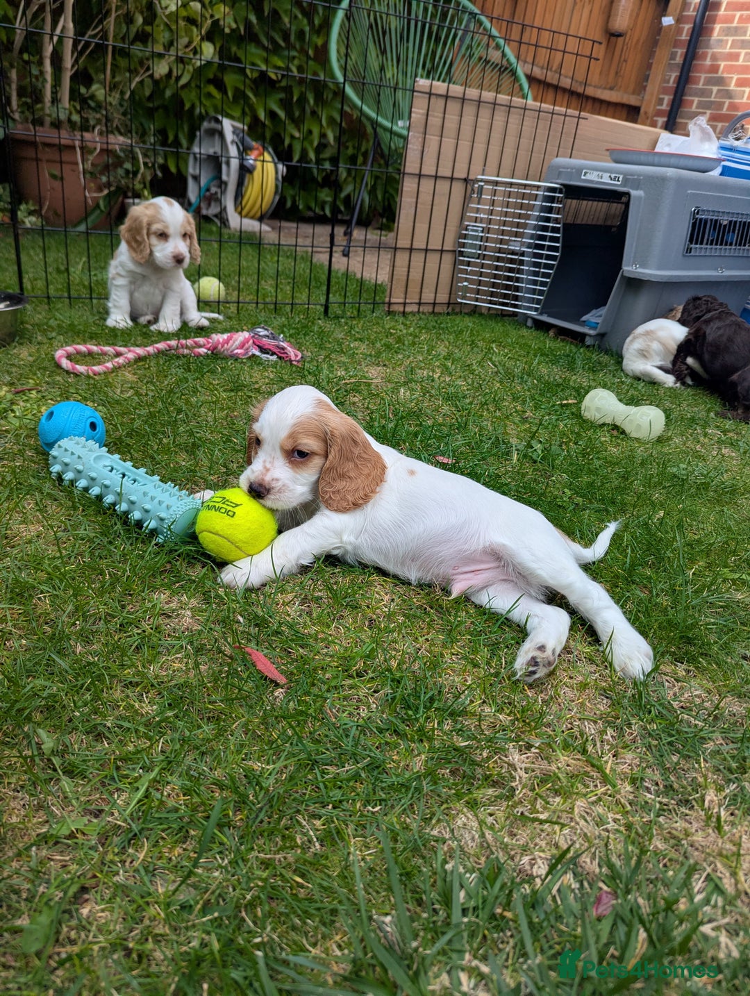 Cocker Spaniel dogs for sale: ✨ Showline Cocker Spaniel puppies for sale ✨ - Image 11