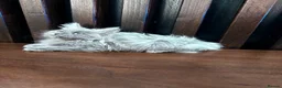 Maine Coon cats for sale: Maine Coon Kittens XXL – Blue. Beautiful - Advert 32