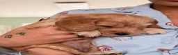 Cockapoo dogs for sale: Beautiful Cockapoo Puppies – £1,500 each - Advert 10