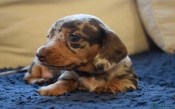 Miniature Dachshund dogs for sale: miniature dachshund puppies ready to reserve 🤍 - Image 24