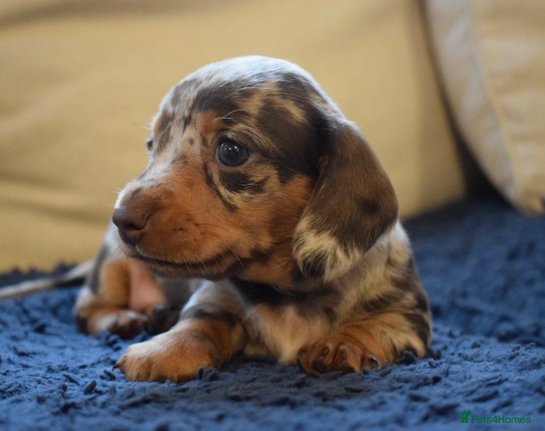 Miniature Dachshund dogs for sale: miniature dachshund puppies ready to reserve 🤍 - Image 24