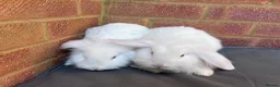 Mixed Breed rabbits for sale: Mixed breed Lionhead Lops  in Southampton - Advert 5
