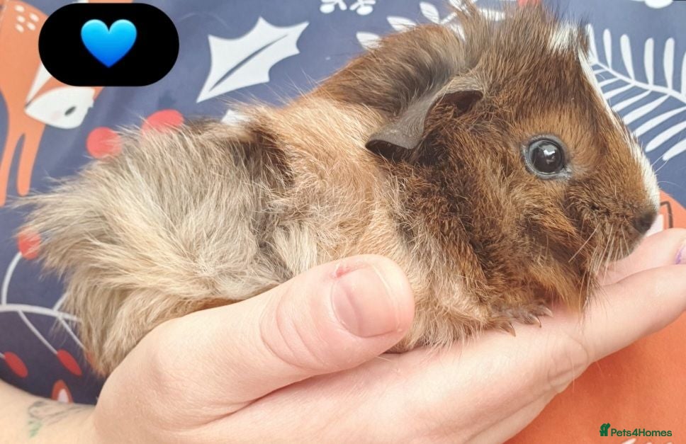 Guinea Pig rodents Beautiful guinea pigs - Advert 1