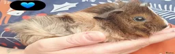 Guinea Pig rodents for sale: Beautiful guinea pigs - Advert 2