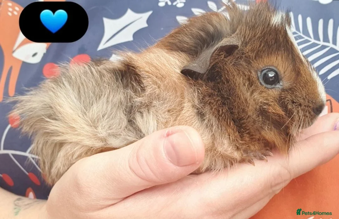 Guinea Pig rodents for sale: Beautiful guinea pigs - Advert 2