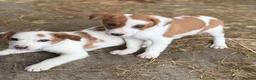 Mixed Breed dogs for sale: Gorgeous sheepdog puppies  - Advert 8