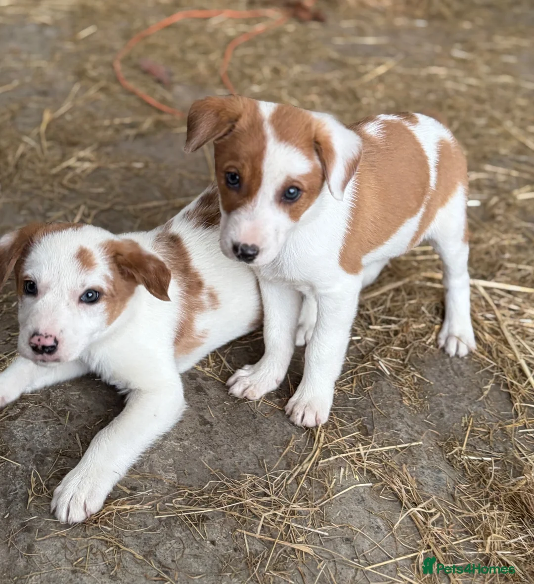 Mixed Breed dogs for sale: Gorgeous sheepdog puppies  - Advert 8