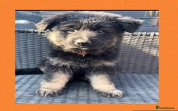 German Shepherd dogs for sale: German Shepherd puppies 💜🩵❤️ - Image 5