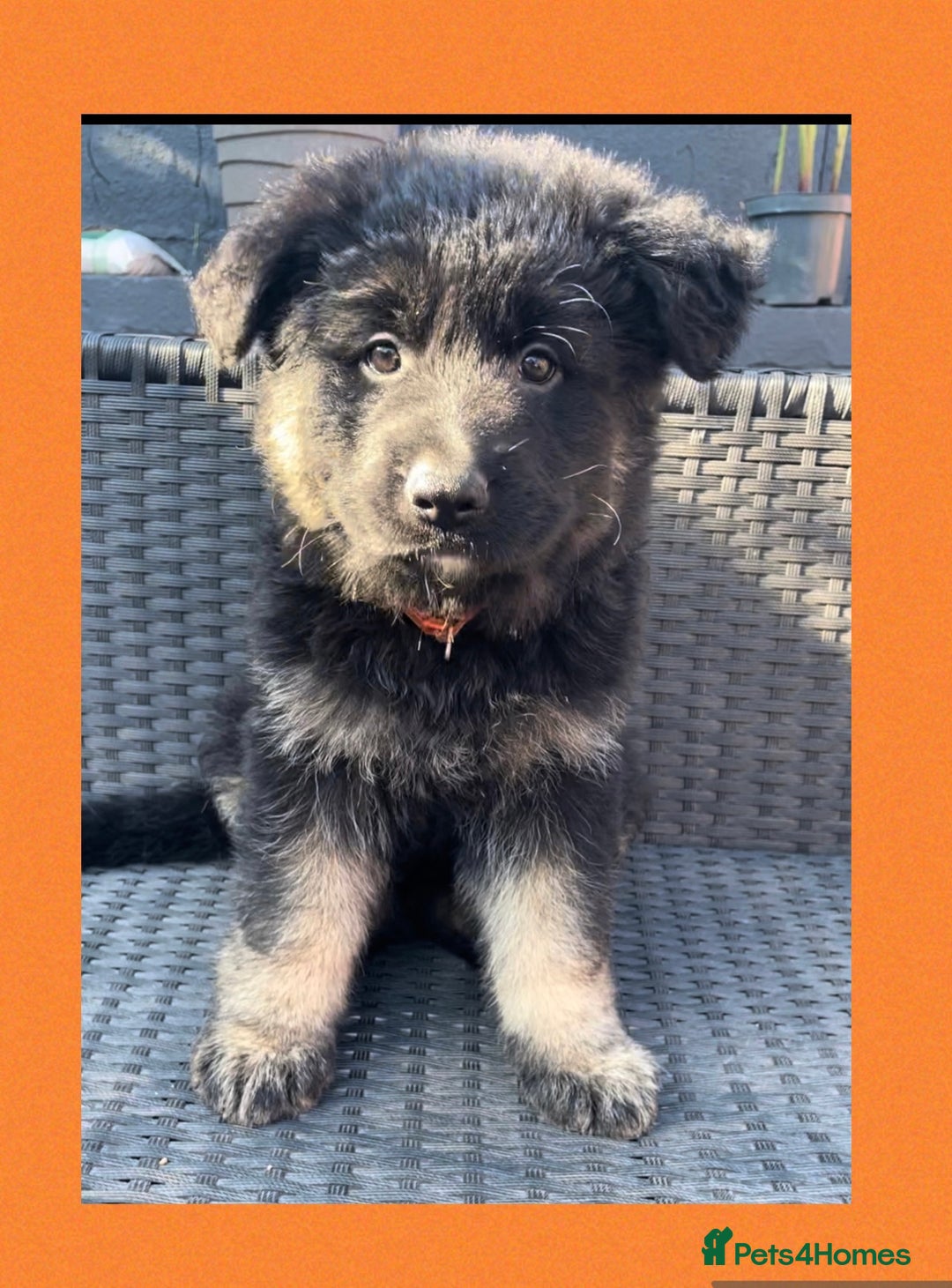 German Shepherd dogs for sale: German Shepherd puppies 💜🩵❤️ - Image 5