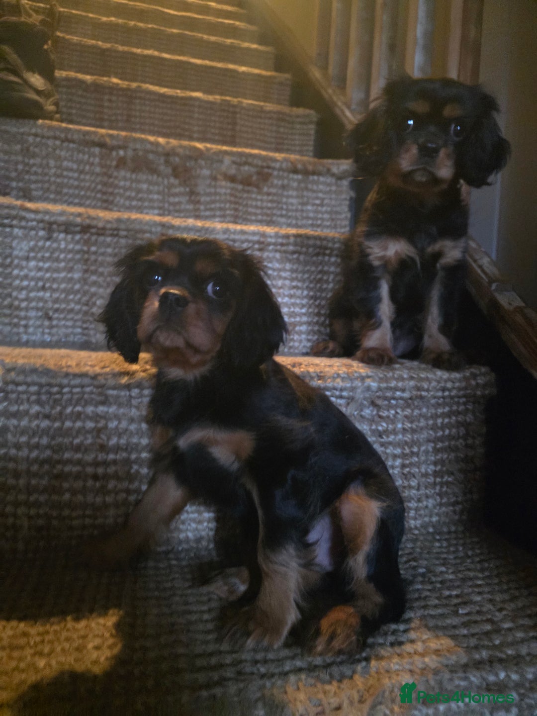 Cavalier King Charles Spaniel dogs for sale: KC Cavalier pupies - Advert 2