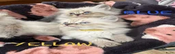 Mixed Breed cats for sale: Scottish Fold/Ragdoll in Colchester - Advert 18