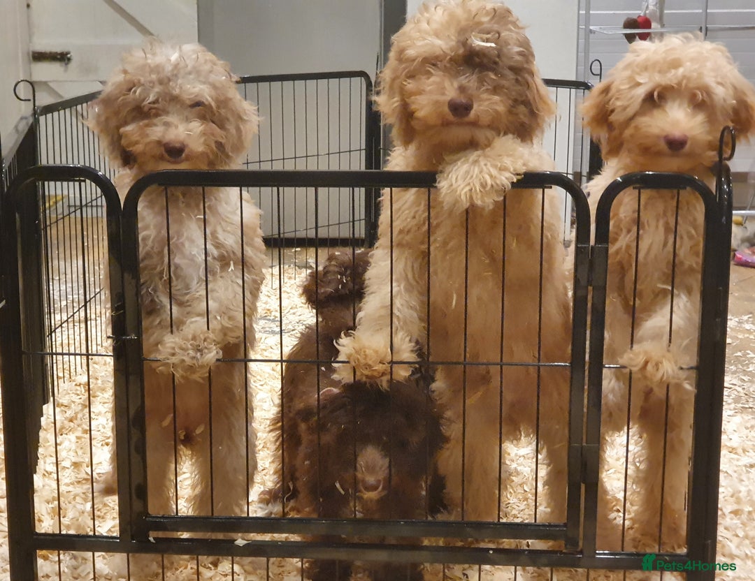 Labradoodle dogs for sale: Adorable litter of miniature labradoodles  - Advert 4