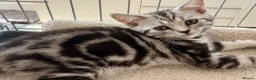 British Shorthair cats for sale: Outstanding GCCF Champion BSH Silver Tabby Kittens - Advert 7