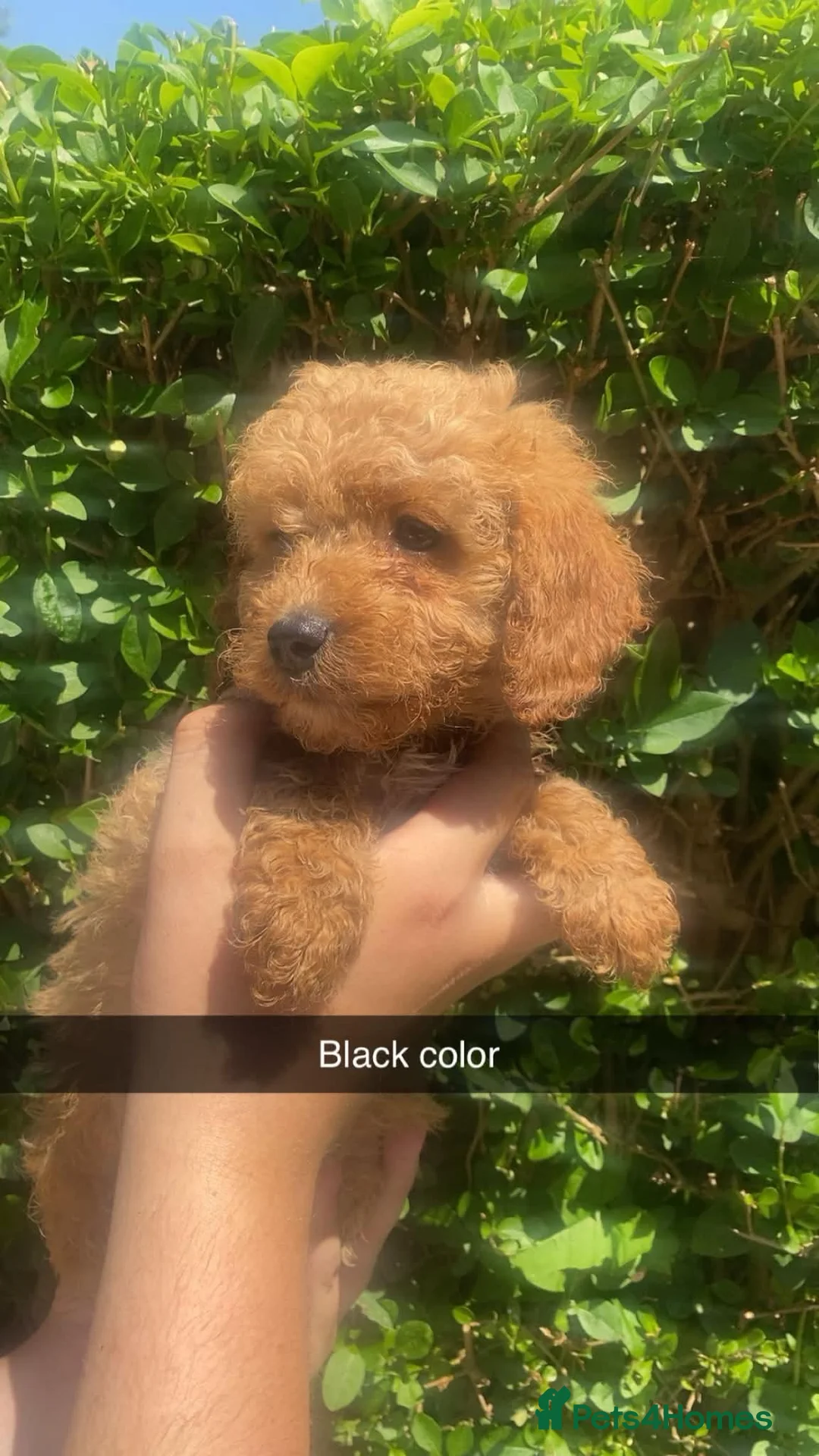 Cockapoo dogs for sale: Gorgeous toy cockapoos  in Nottingham - Advert 2
