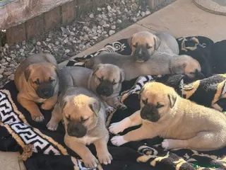 Mixed Breed dogs Kangal cross American bulldog - Advert 16