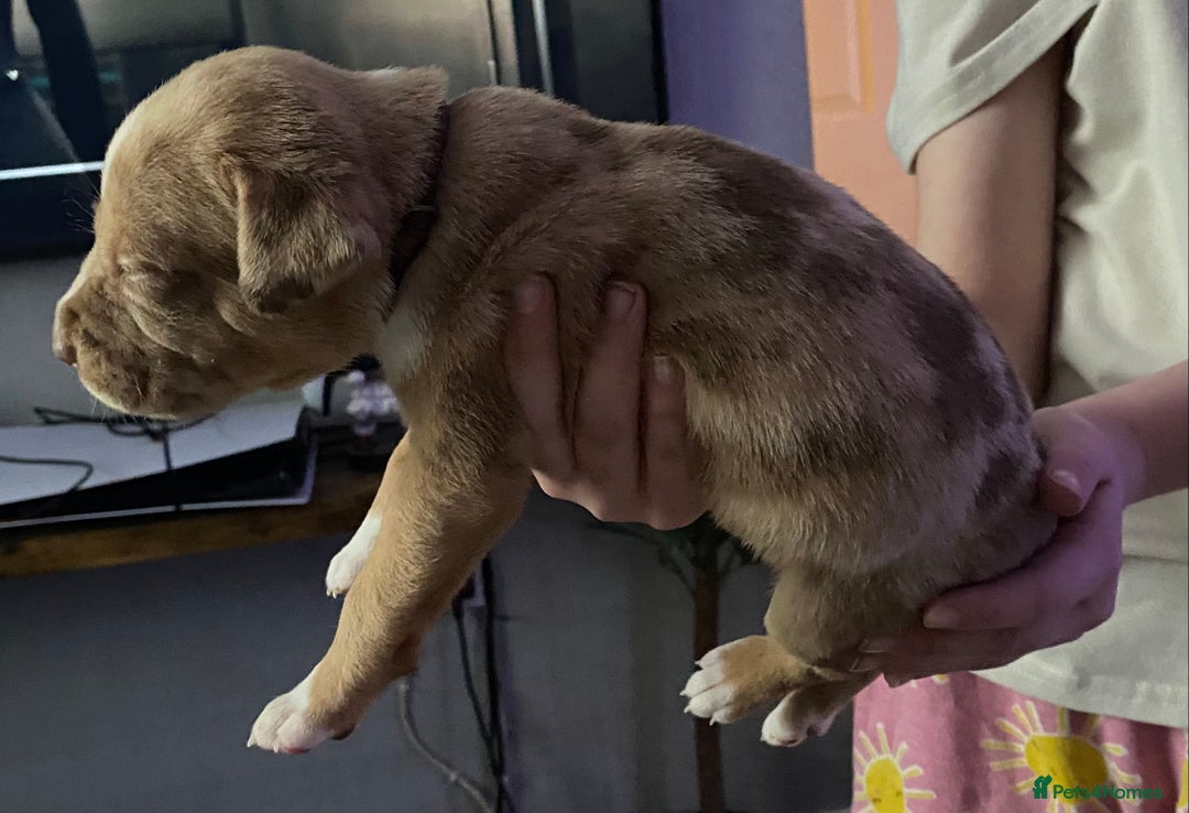 Mixed Breed dogs for sale: Cane corso x  - Image 26