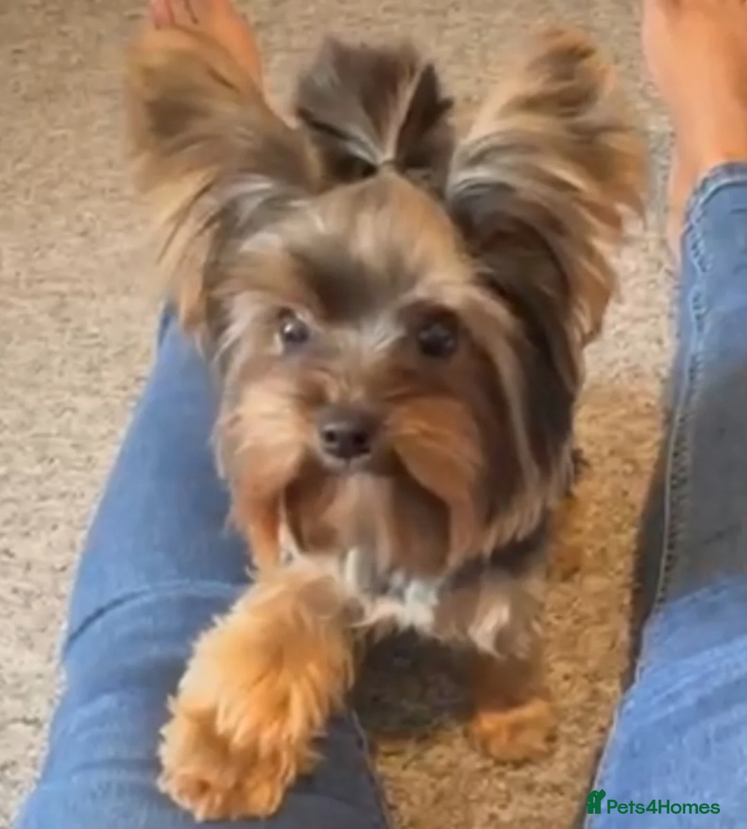 Yorkshire Terrier dogs for stud: Stud only, Exceptional miniature yorkshire terrier - Advert 2